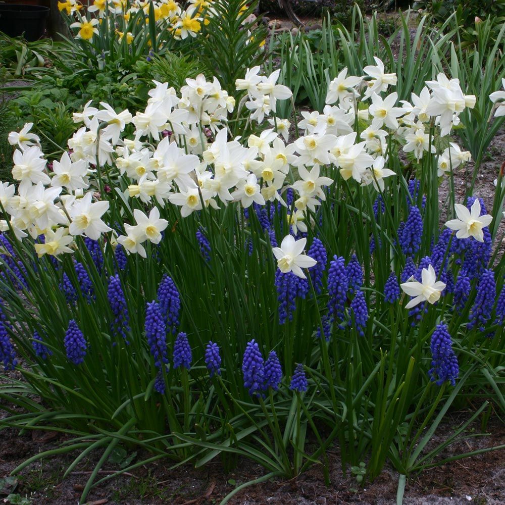 Van Zyverden 75ct Bulbs Tulips Muscari Chionodoxa Early Spring Bulb Garden Set