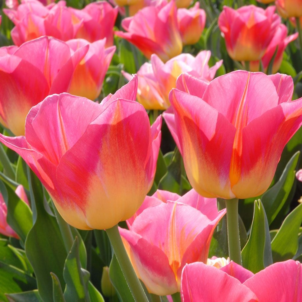 Tulip 'Tom Pouce'