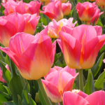  Tulip 'Tom Pouce'