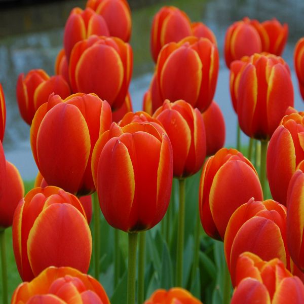 Tulip 'World's Favourite' White Flower Farm