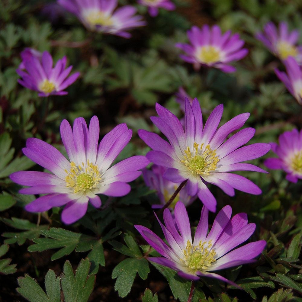 Anemone blanda Charmer White Flower Farm