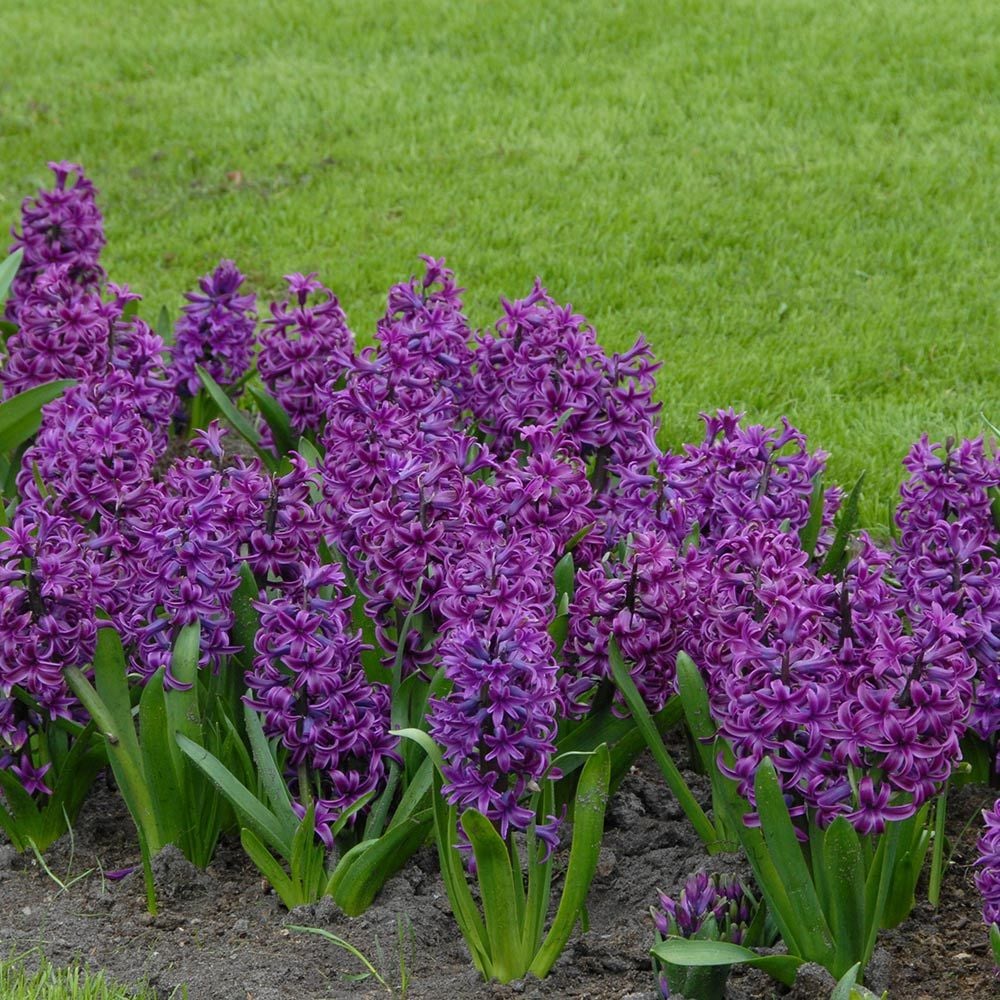 Hyacinthus orientalis 'Purple Sensation'