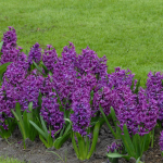  Hyacinthus orientalis 'Purple Sensation'