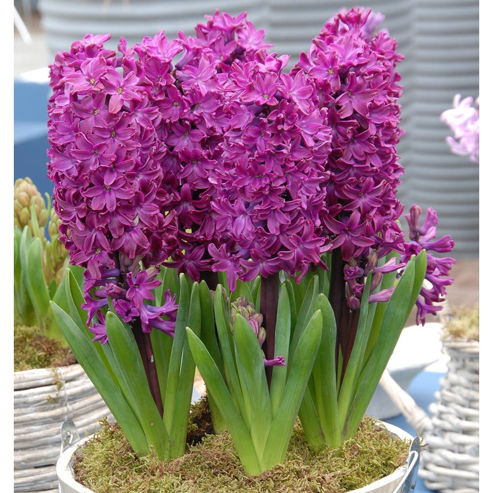 Hyacinth orientalis 'Showmaster' White Flower Farm