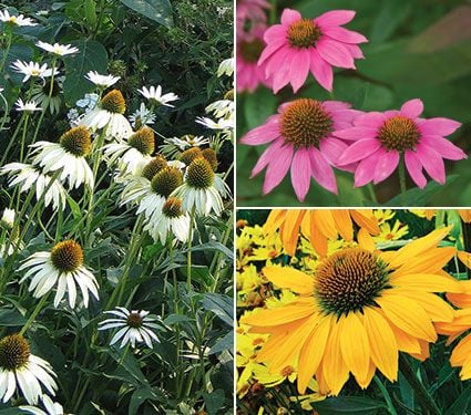 Tricolor Echinacea Trio