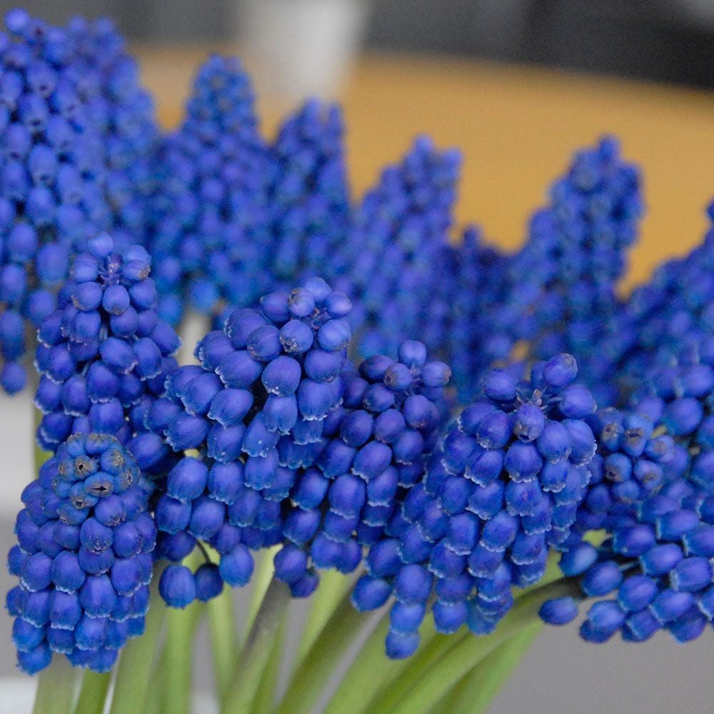 Muscari armeniacum 'Marleen'