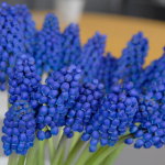  Muscari armeniacum 'Marleen'