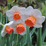  Narcissus 'Brooke Ager'