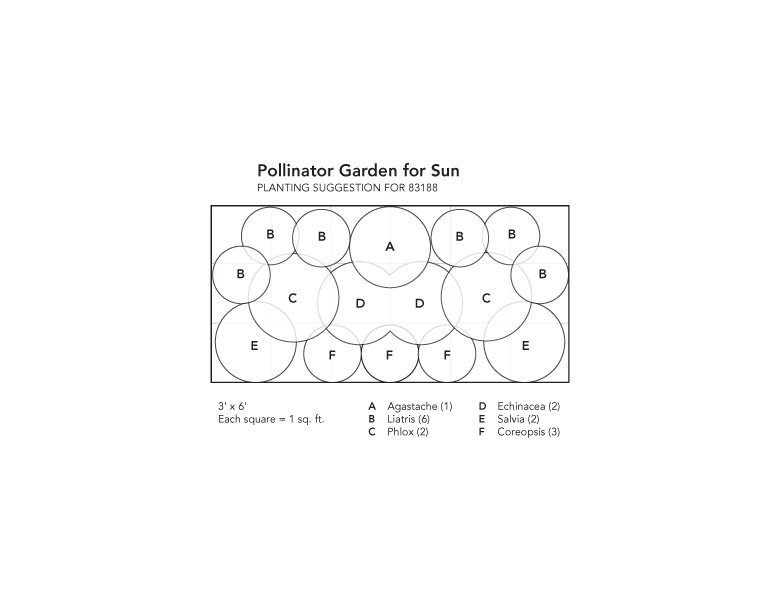 Pollinator Garden for Sun White Flower Farm