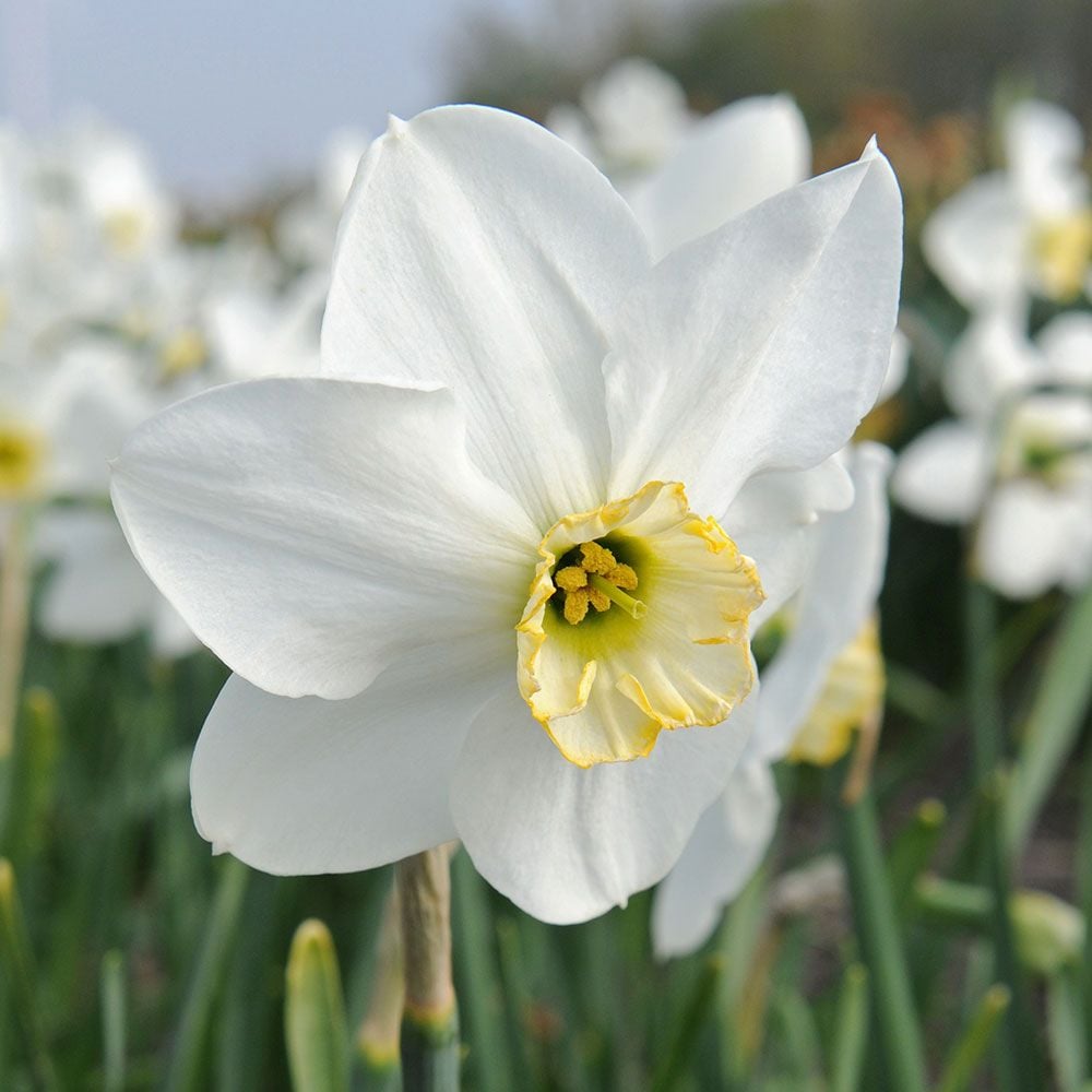 Narcissus 'Eleanor Auchincloss'