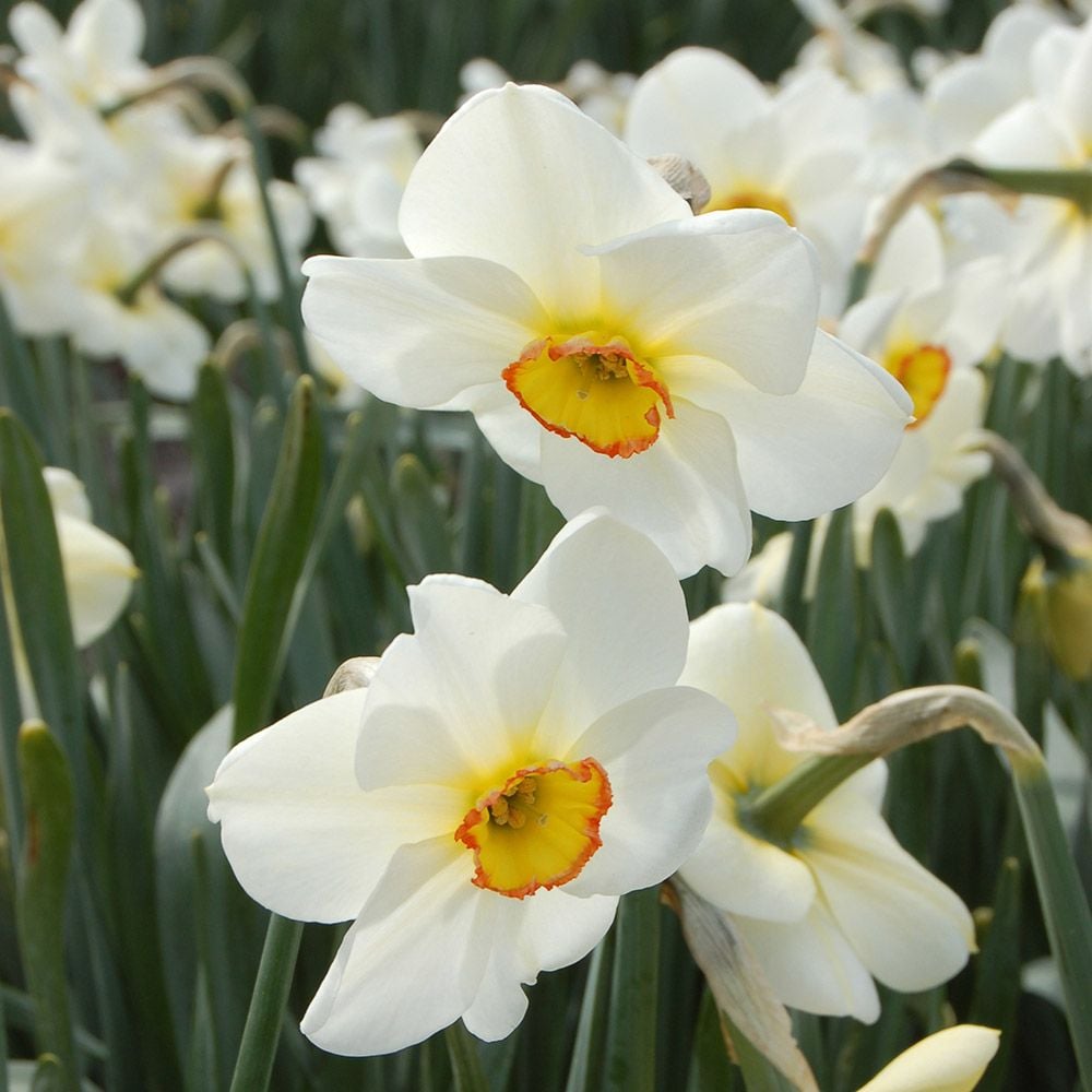 Narcissus 'Eliot Ming'