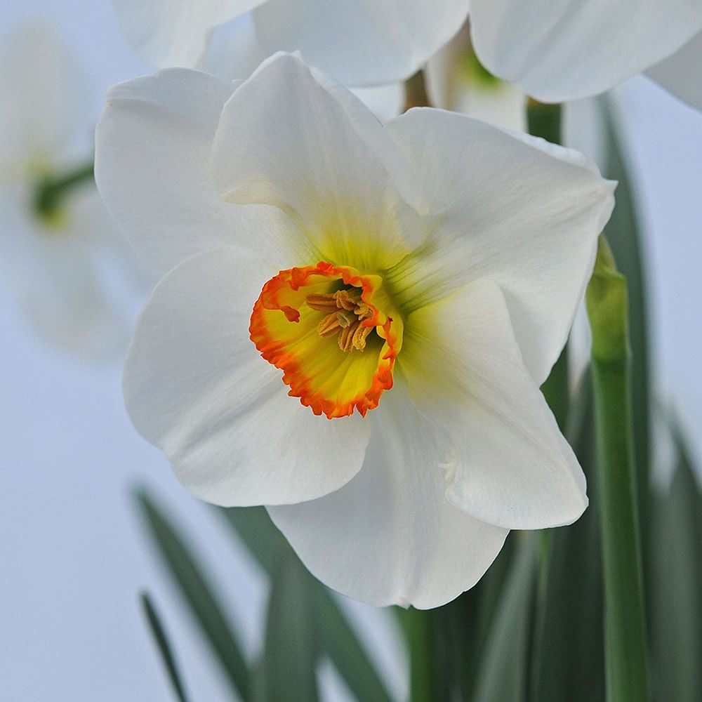 Narcissus 'Eliot Ming'