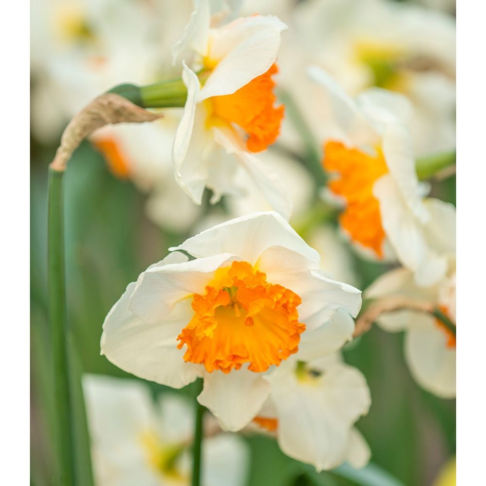 Narcissus 'Gentle Giant' White Flower Farm