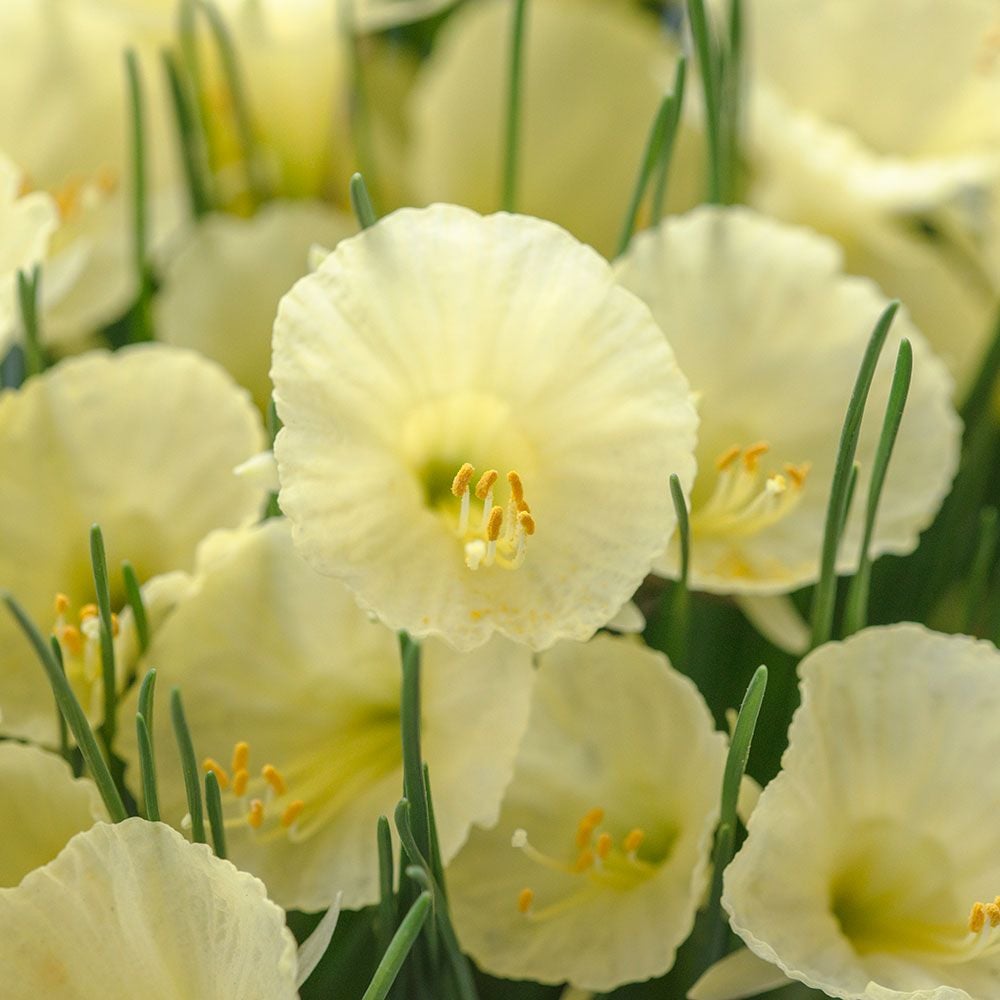 Narcissus romieuxii 'Julia Jane'