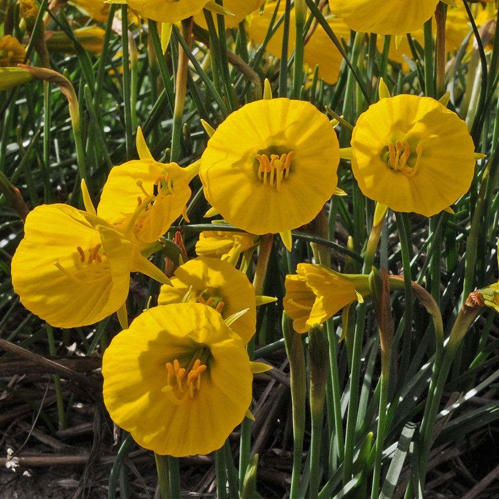 Narcissus Oxford Gold White Flower Farm