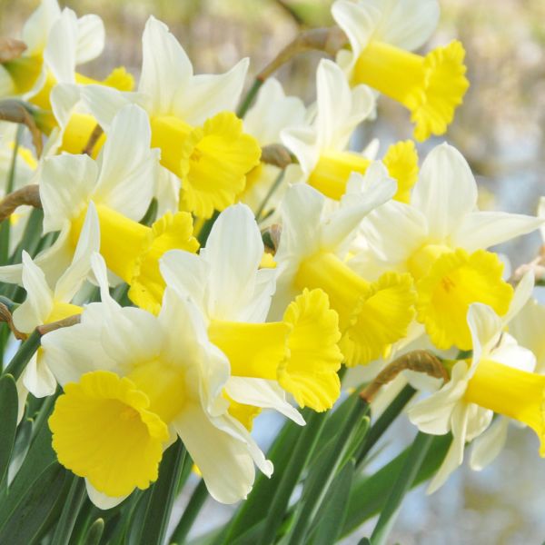 Narcissus 'Peeping Jenny' | White Flower Farm