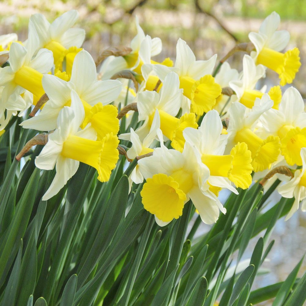 Narcissus 'Peeping Jenny' White Flower Farm