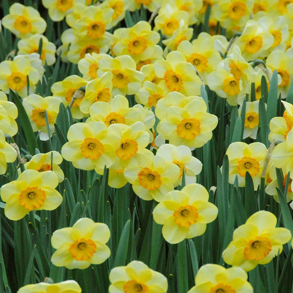 Narcissus 'Ringtone' White Flower Farm