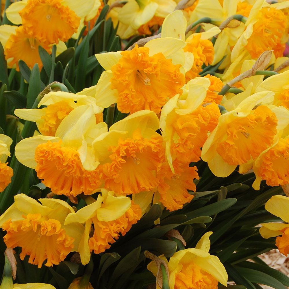 Narcissus 'Ferris Wheel'