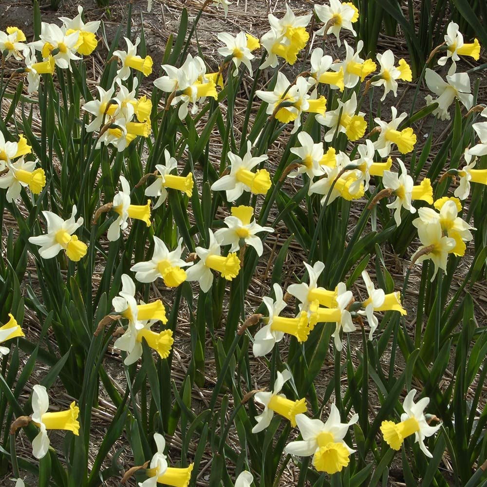Narcissus 'Peeping Jenny' White Flower Farm