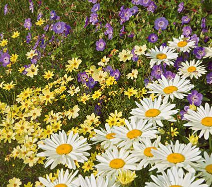 Kaleidoscope Garden Collection  (3 plants)