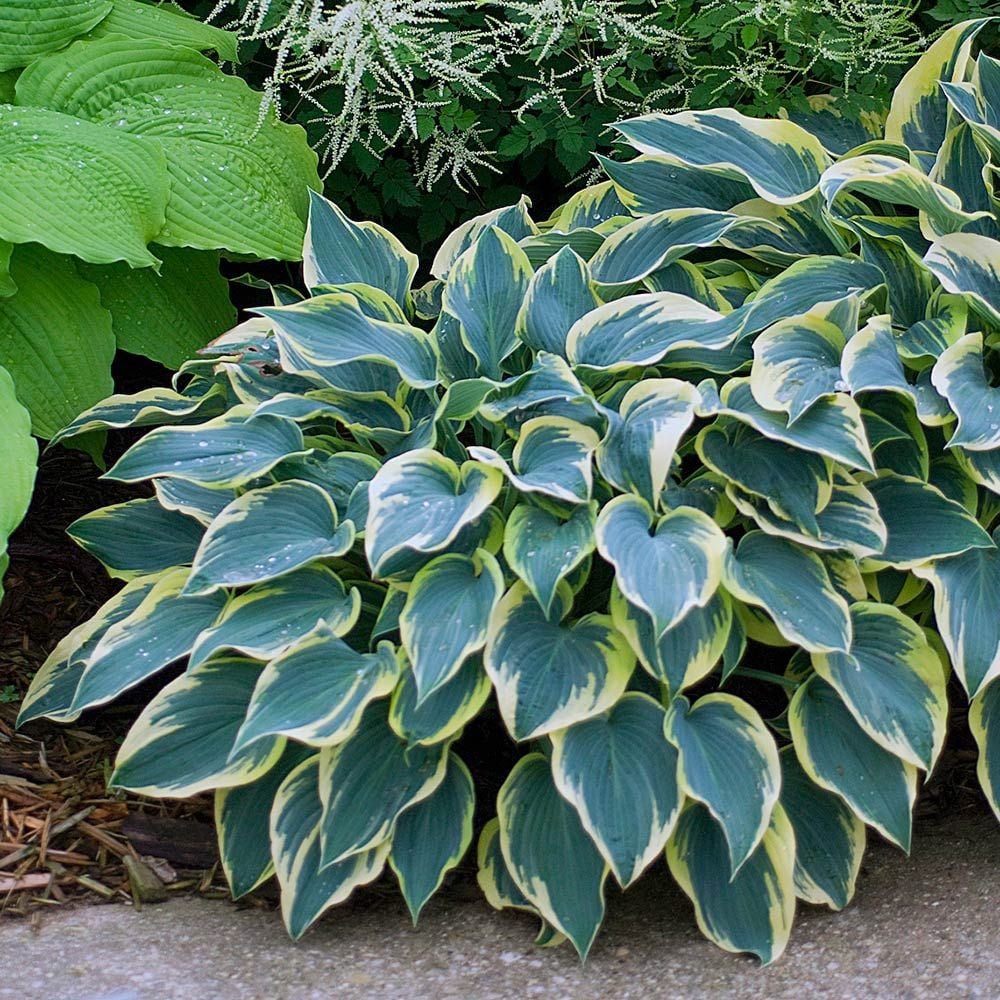 Hosta 'First Frost'