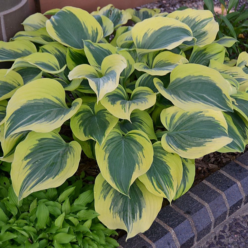 Hosta Liberty White Flower Farm