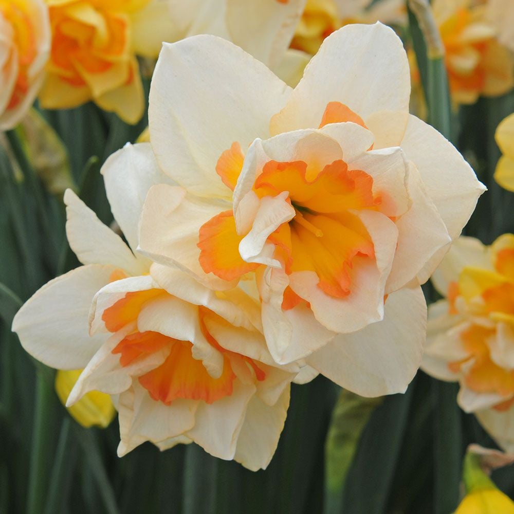 Narcissus 'Sweet Ocean' White Flower Farm
