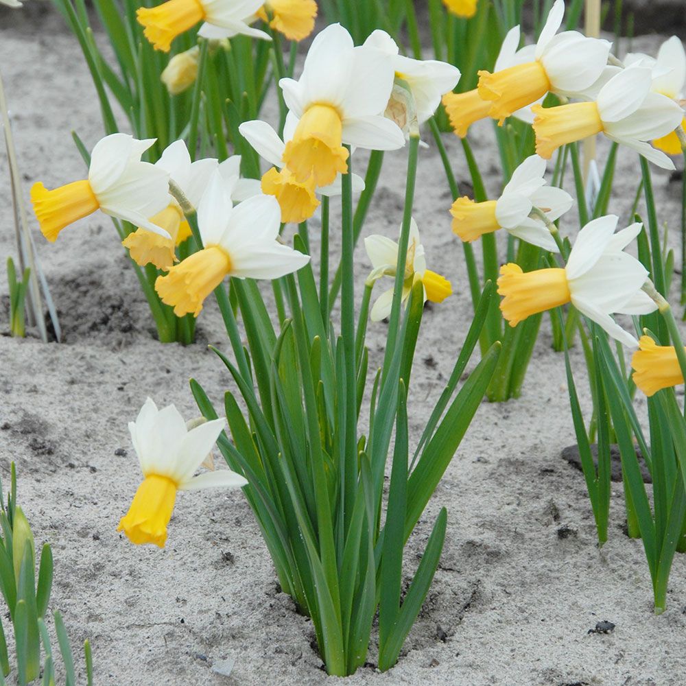 Narcissus Winter Waltz White Flower Farm