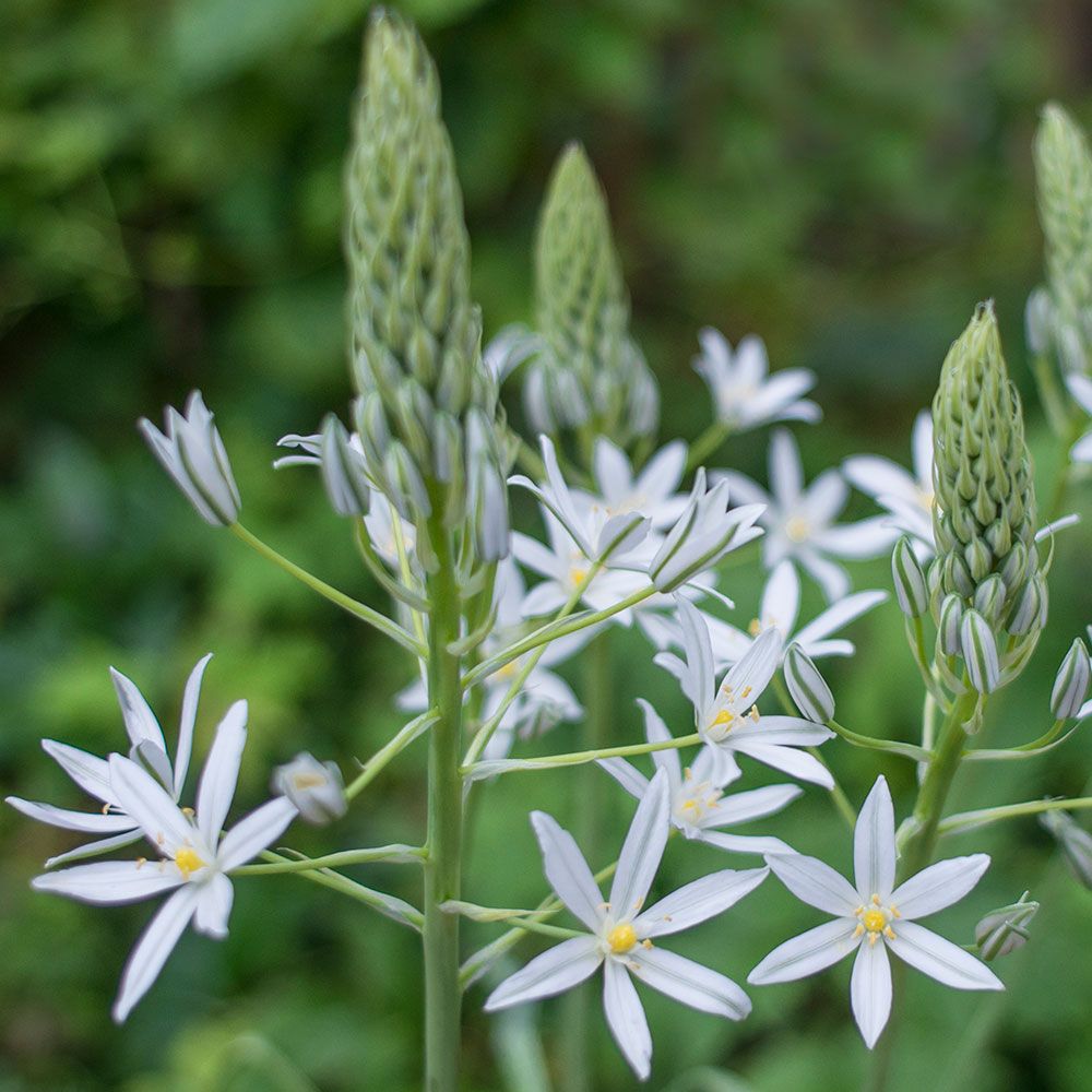 Ornithogalum ponticum Sochi White Flower Farm
