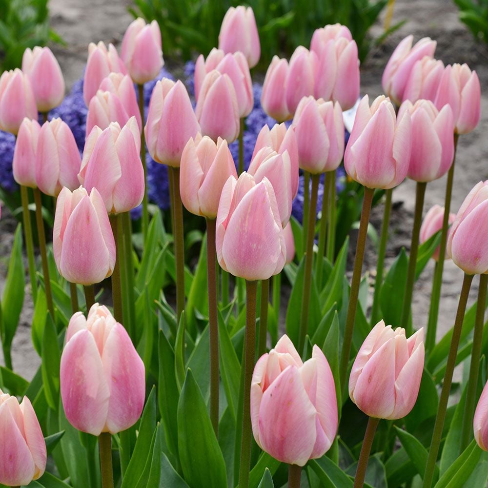 Tulip 'Apricot Delight'