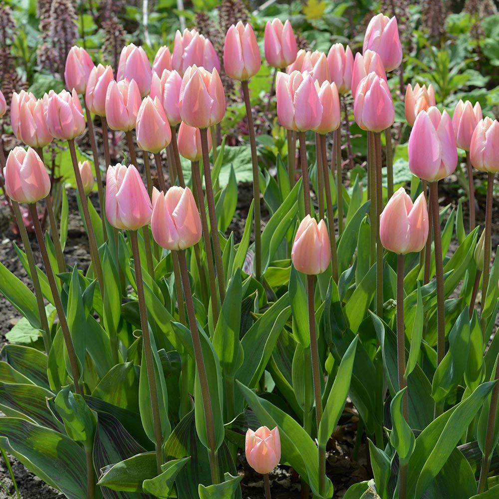 Tulip Apricot Delight White Flower Farm
