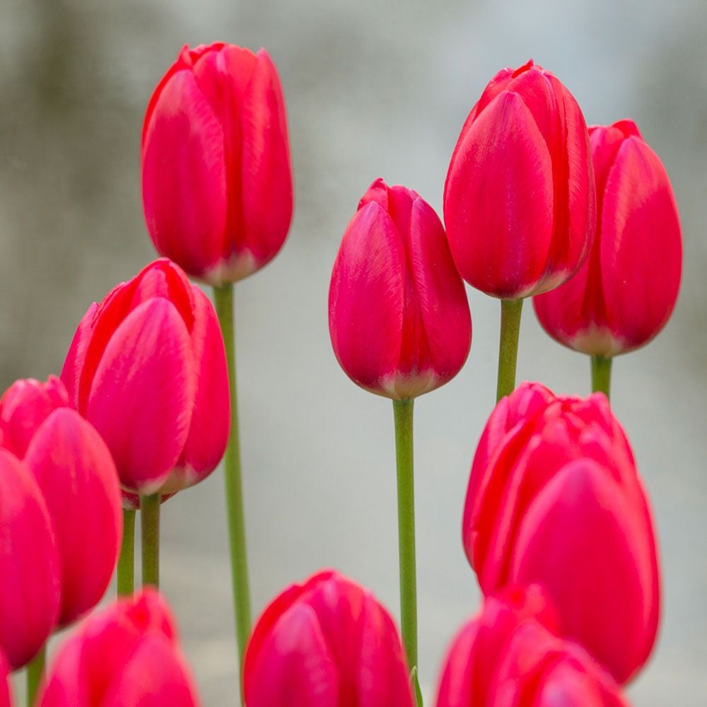 Tulip Cherry Delight White Flower Farm