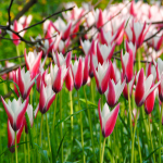  Tulip clusiana 'Peppermint Stick'