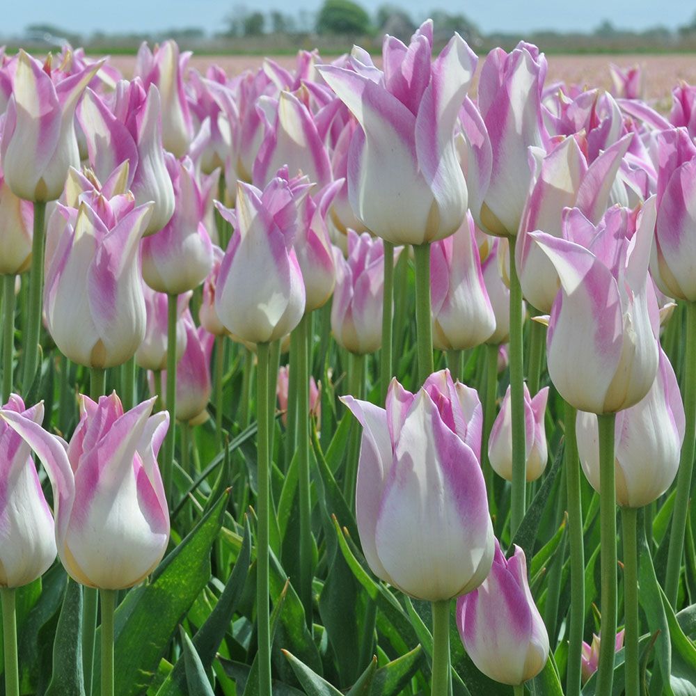 Tulip 'Elegant Lady' White Flower Farm