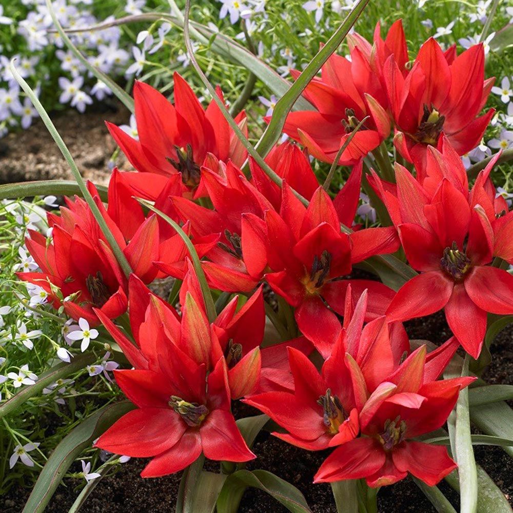 Tulip Fenna | White Flower Farm