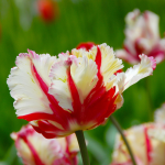  Tulip 'Flaming Parrot'