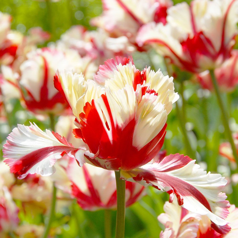 Tulip 'Flaming Parrot' | White Flower Farm