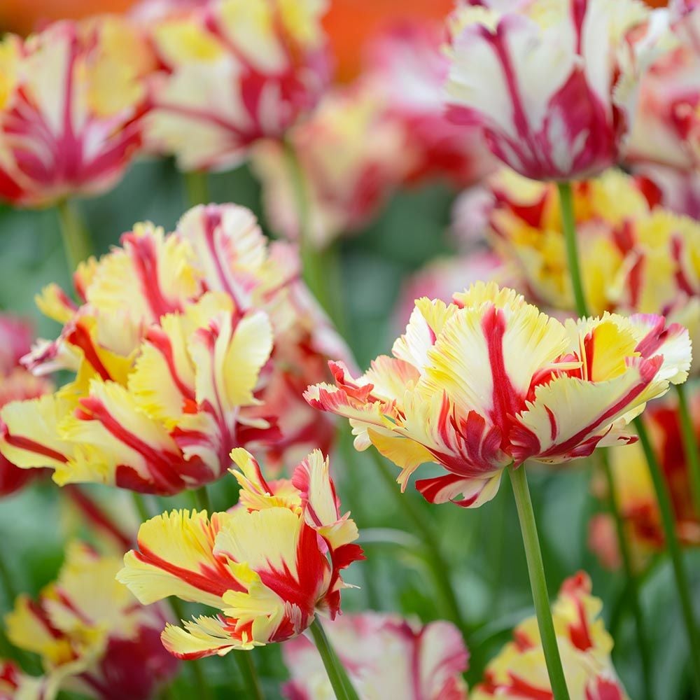 Tulip 'Flaming Parrot' White Flower Farm