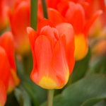 Tulip 'Oracle'