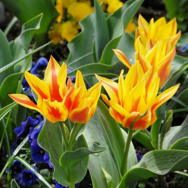 Tulip 'Winnipeg' White Flower Farm