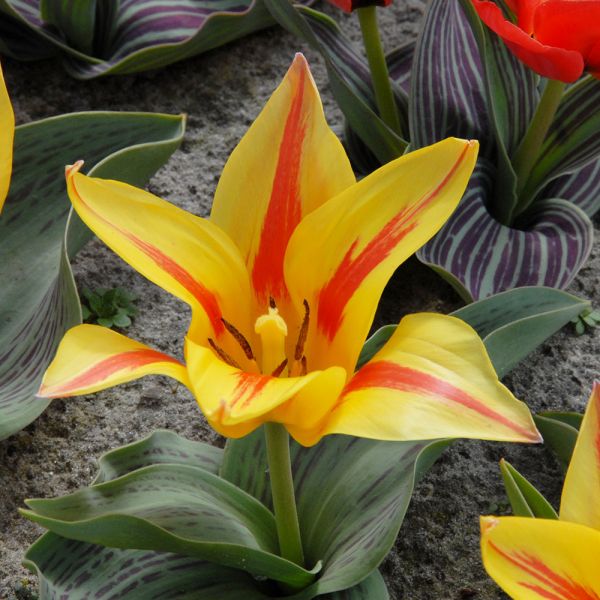 Tulip 'Winnipeg' White Flower Farm