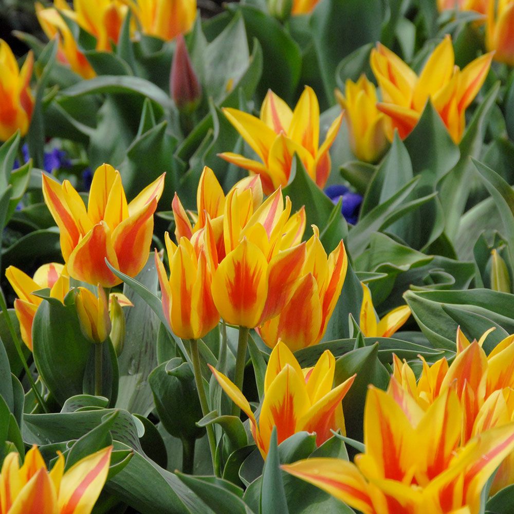 Tulip 'Winnipeg' White Flower Farm