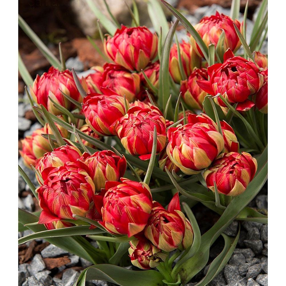 Tulip humilis Samantha | White Flower Farm