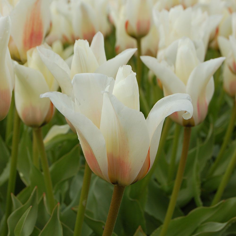 Tulip 'Janet'