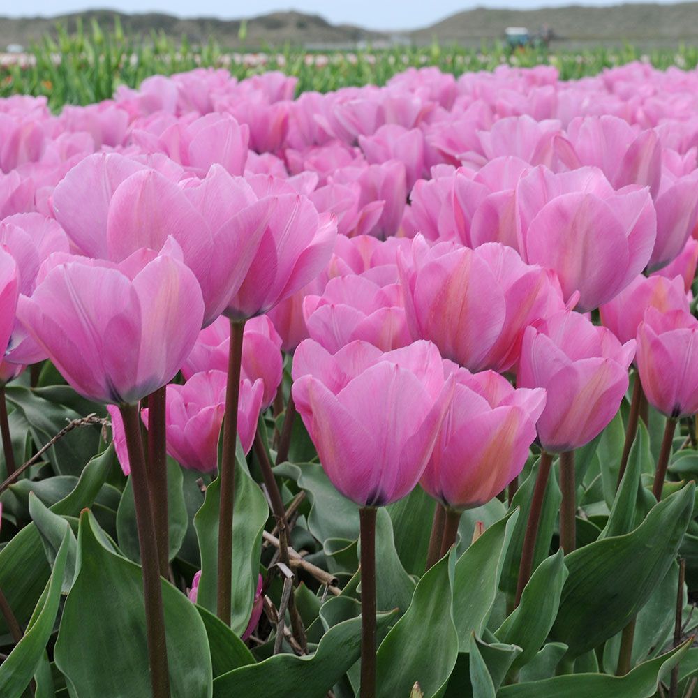 Tulip Janis Joplin White Flower Farm
