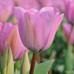  Tulip 'Janis Joplin'
