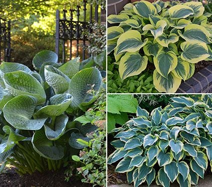 Award-Winning Hosta Trio