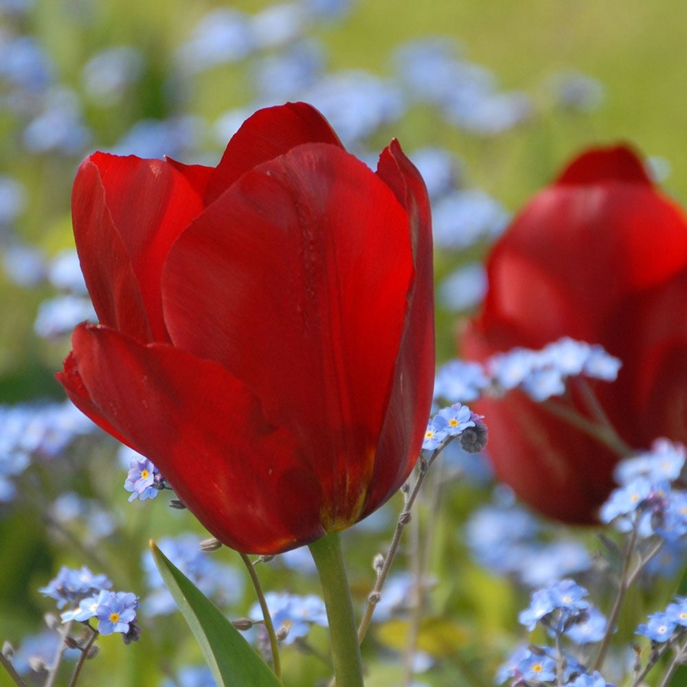 Tulip 'Pallada'