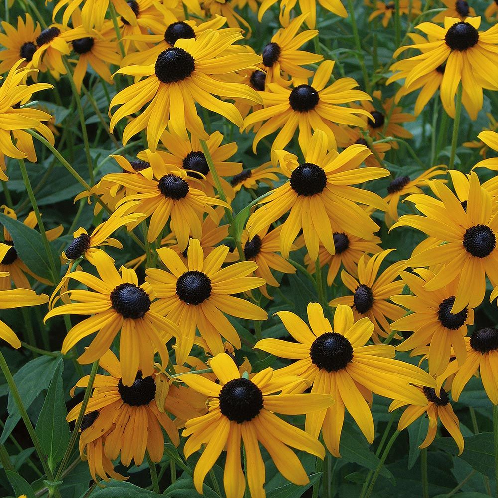 Rudbeckia fulgida sullivantii 'Goldsturm' White Flower Farm
